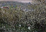 Vetheuil Flowering Plum Trees